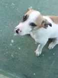 Romeuzinho