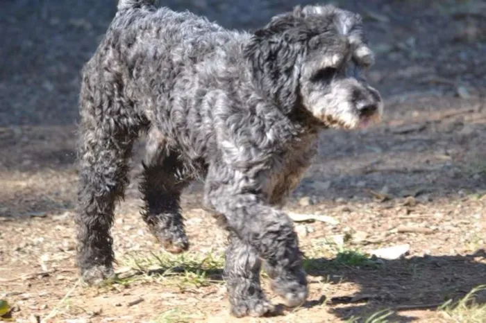 Cachorro ra a SRD idade 3 anos nome DOLAN, príncipe! 