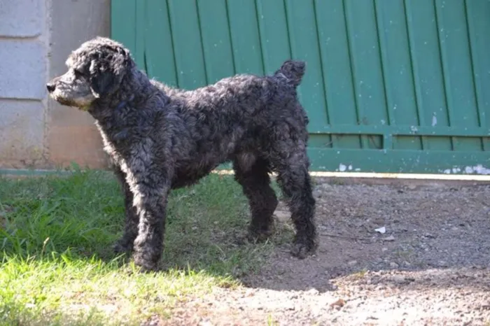 Cachorro ra a SRD idade 3 anos nome DOLAN, príncipe! 