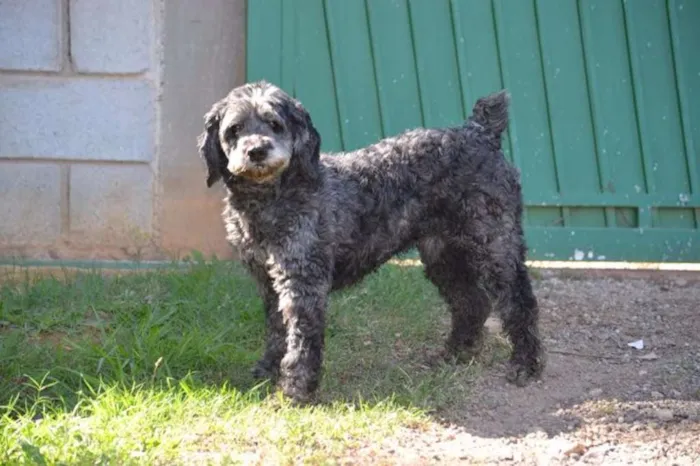Cachorro ra a SRD idade 3 anos nome DOLAN, príncipe! 