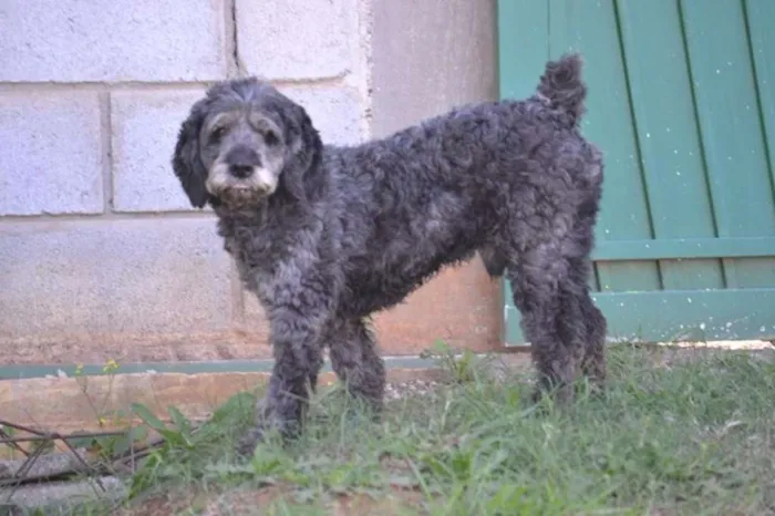 Cachorro ra a SRD idade 3 anos nome DOLAN, príncipe! 