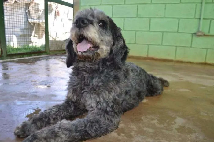 Cachorro ra a SRD idade 3 anos nome DOLAN, príncipe! 