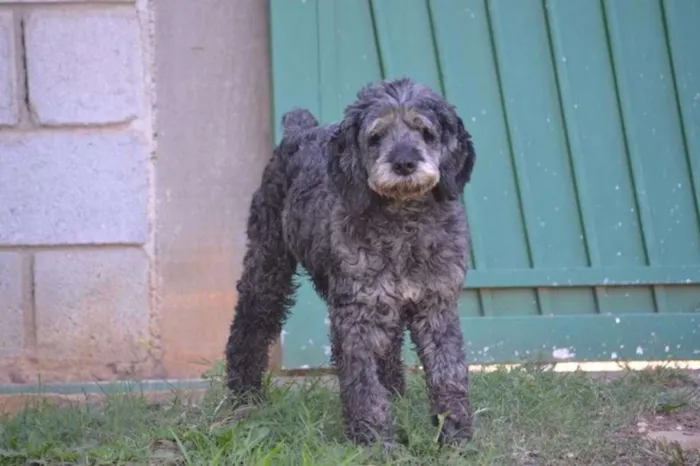 Cachorro ra a SRD idade 3 anos nome DOLAN, príncipe! 