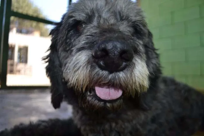 Cachorro ra a SRD idade 3 anos nome DOLAN, príncipe! 