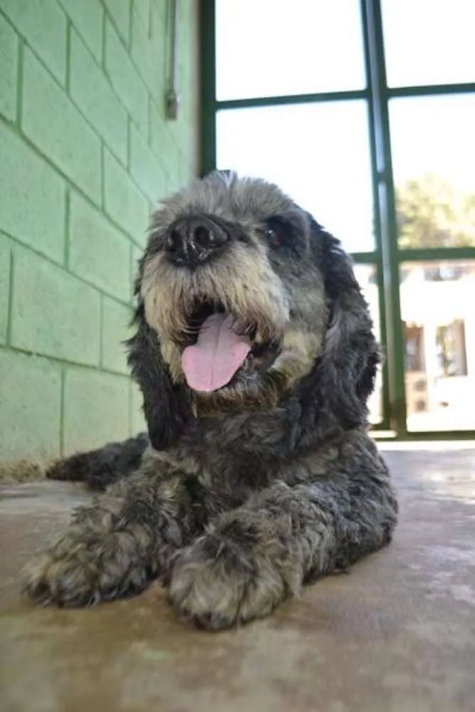 Cachorro ra a SRD idade 3 anos nome DOLAN, príncipe! 