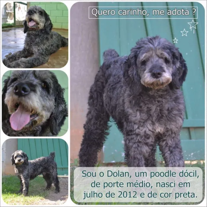 Cachorro ra a SRD idade 3 anos nome DOLAN, príncipe! 