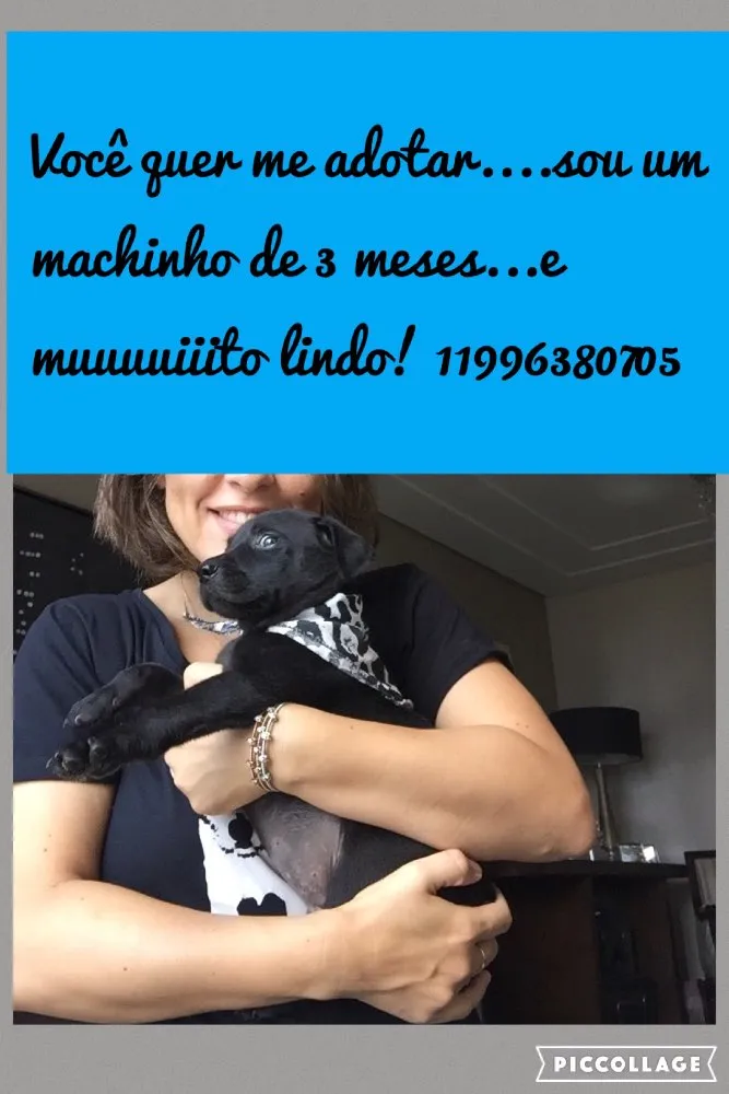 Cachorro ra a SRD idade 2 a 6 meses nome SND