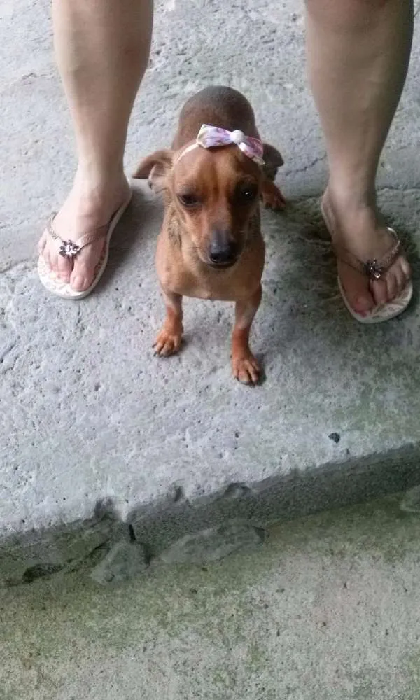 Cachorro ra a Vira Lata idade 7 a 11 meses nome Amora