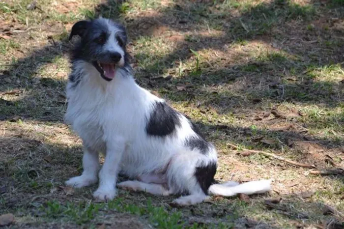 Cachorro ra a SRD idade 3 anos nome FAÍSQUINHA, fofura!