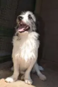 FAÍSQUINHA, fofura!