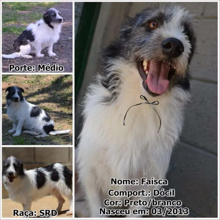 Cachorro ra a SRD idade 3 anos nome FAÍSQUINHA, fofura!