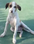 Romeuzinho
