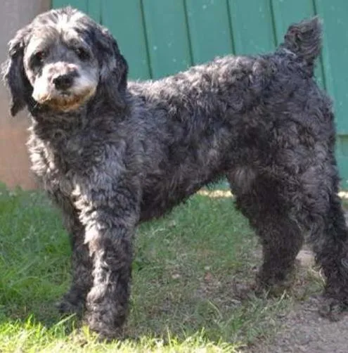 Cachorro ra a SRD idade 3 anos nome DOLAN, príncipe! 