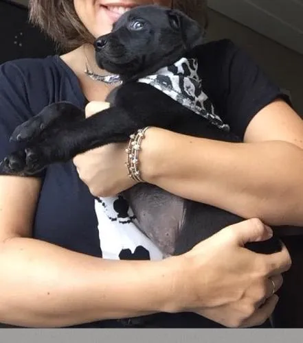 Cachorro ra a SRD idade 2 a 6 meses nome SND