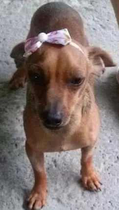 Cachorro ra a Vira Lata idade 7 a 11 meses nome Amora