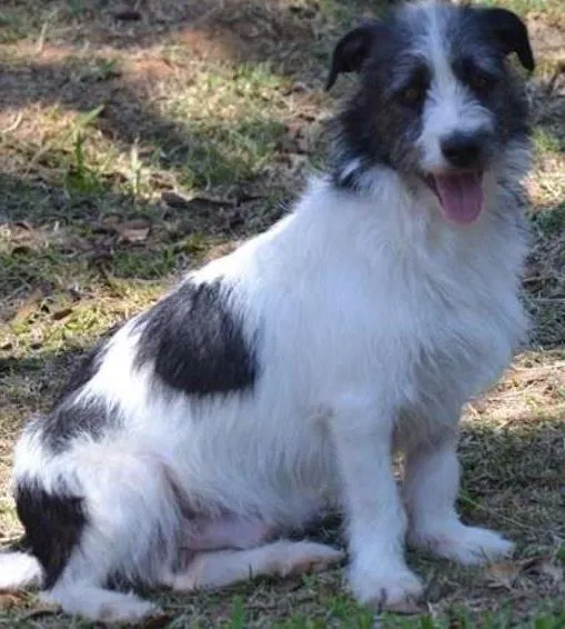 Cachorro ra a SRD idade 3 anos nome FAÍSQUINHA, fofura!