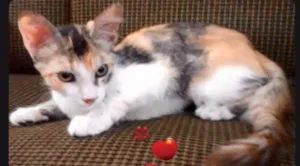 Gato raça  idade 2 a 6 meses nome Sem nome