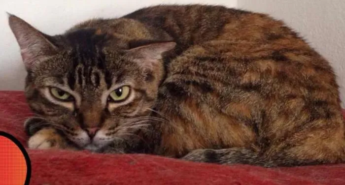 Gato ra a  idade 1 ano nome Zoiuda
