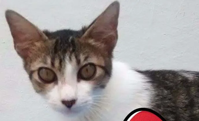 Gato ra a  idade 2 a 6 meses nome Sem nome
