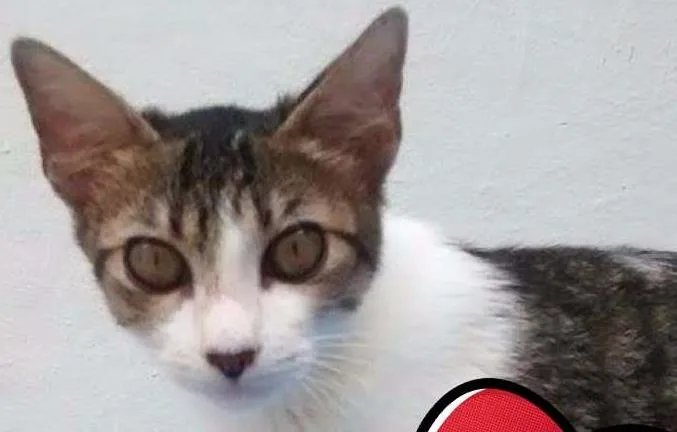 Gato ra a  idade 2 a 6 meses nome Sem nome
