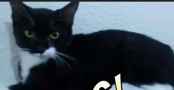 Gato ra a  idade 2 a 6 meses nome Sem nome