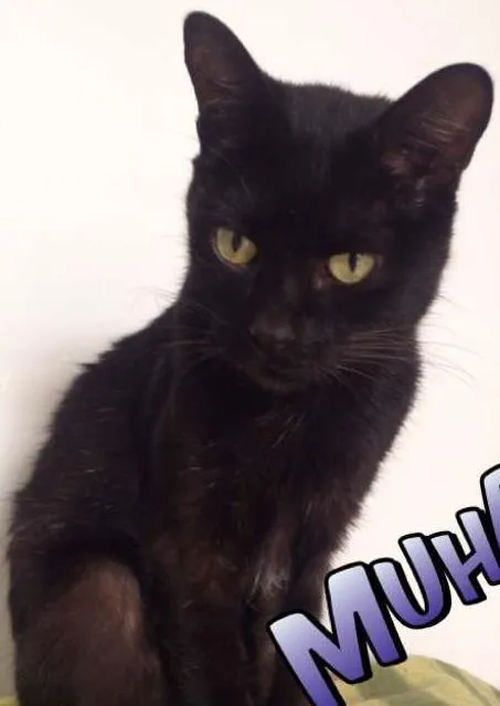 Gato ra a  idade 3 anos nome Fred