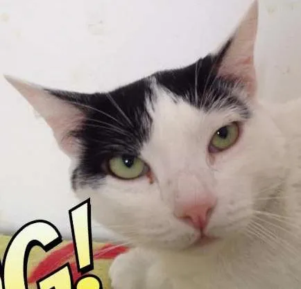 Gato ra a  idade 3 anos nome Jackson