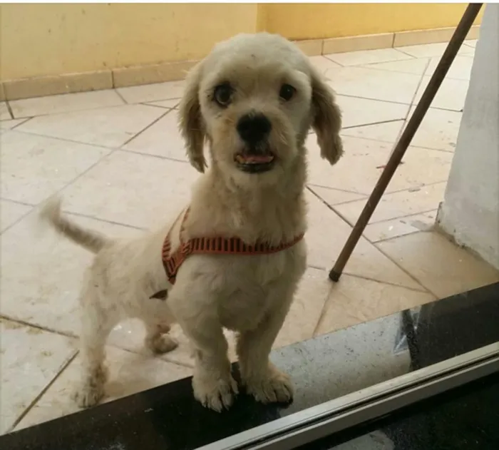 Cachorro ra a Lhasa Apso idade 4 anos nome sem nome