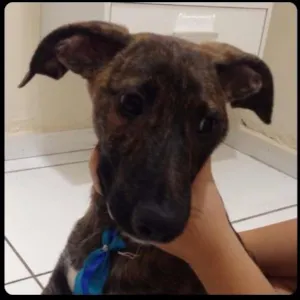 Cachorro raça  idade 2 a 6 meses nome Tico