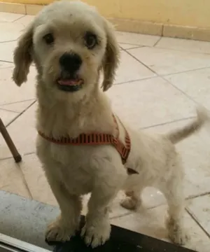 Cachorro raça Lhasa Apso idade 4 anos nome sem nome