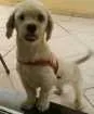 Cachorro raça Lhasa Apso idade 4 anos nome sem nome