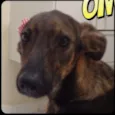 Lila