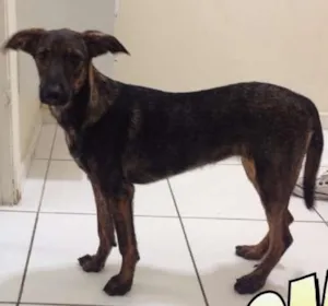 Cachorro raça  idade 2 a 6 meses nome Lila