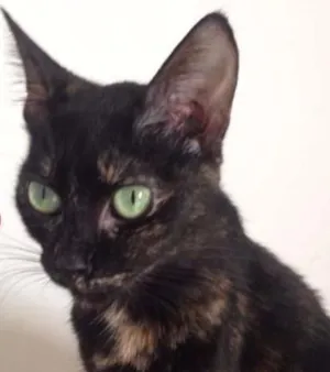 Gato raça  idade 1 ano nome Freak