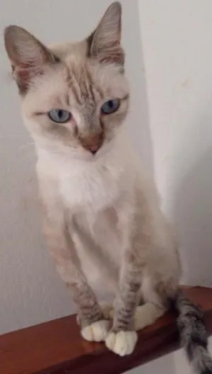 Gato raça  idade 1 ano nome Deyse