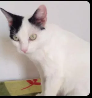 Gato raça  idade 2 anos nome Kiara