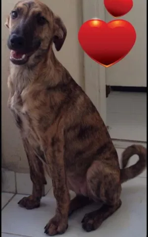 Cachorro raça  idade 2 a 6 meses nome Emma