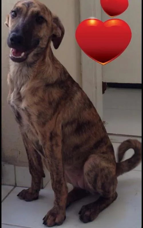 Cachorro ra a  idade 2 a 6 meses nome Emma