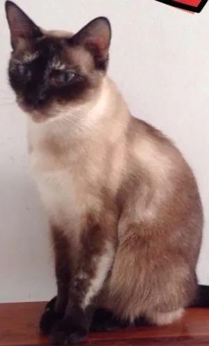 Gato raça  idade 2 anos nome Julia