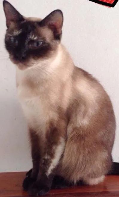 Gato ra a  idade 2 anos nome Julia