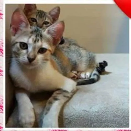 Gato ra a Indefinida idade 2 a 6 meses nome Sem nome