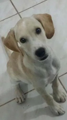 Cachorro raça cocker  idade 2 a 6 meses nome Babi