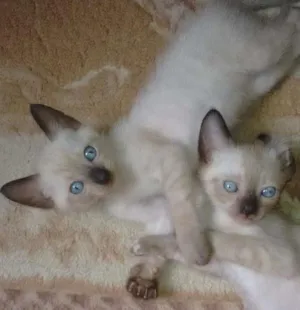 Gato raça Mestiço de siamês idade Abaixo de 2 meses nome Fred