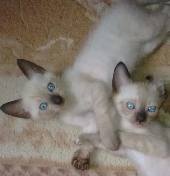 Gato ra a Mestiço de siamês idade Abaixo de 2 meses nome Fred