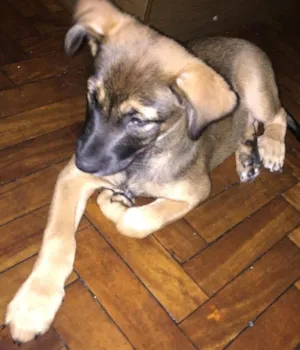 Cachorro raça Vira lata com hotwale idade 2 a 6 meses nome Scott