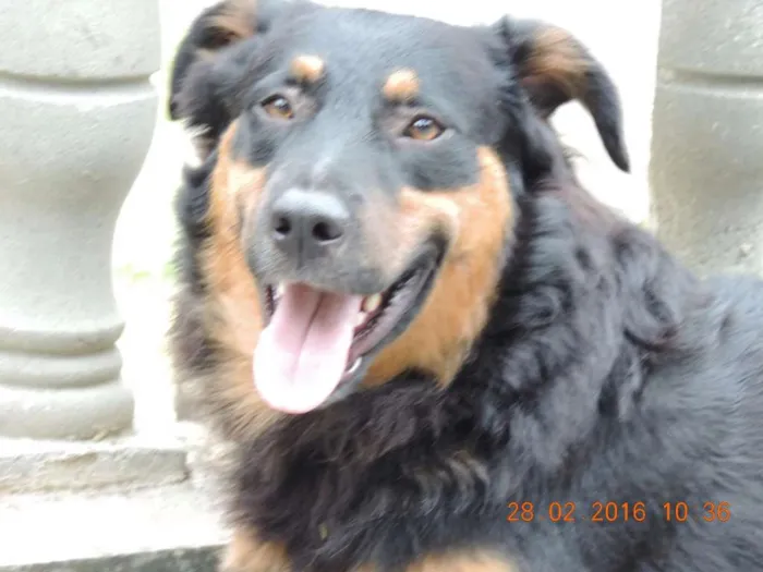 Cachorro raça SRD idade  nome Bob, Lindinha e Cam