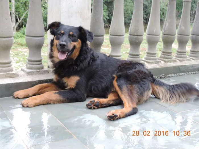 Cachorro raça SRD idade  nome Bob, Lindinha e Cam