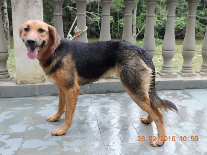 Cachorro raça SRD idade  nome Bob, Lindinha e Cam