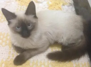 Gato raça SIAMES  idade 7 a 11 meses nome GATO