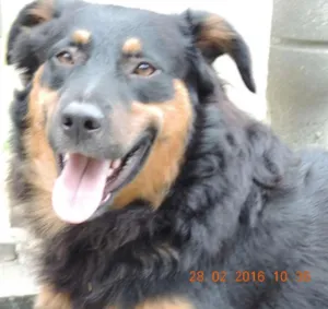 Cachorro raça SRD idade  nome Bob, Lindinha e Cam